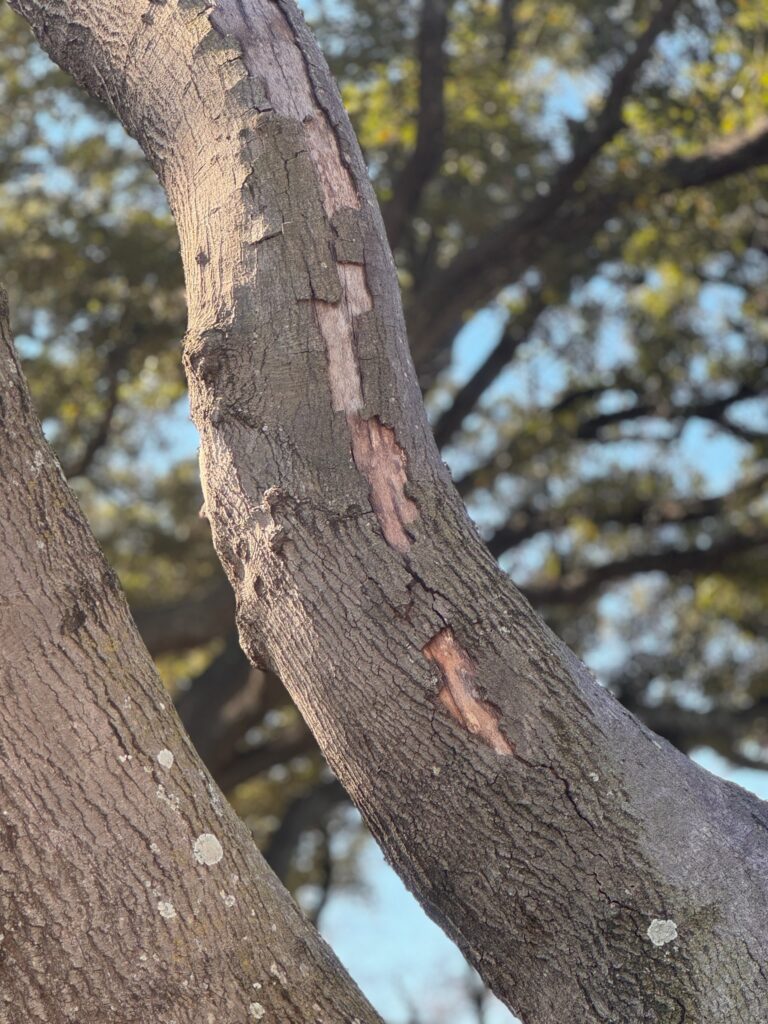 There is no response from the tree at the edges of where the bark is popping off which indicated there are multiple stressors affecting its health. With the tree being "lion tailed" it has been starved and doesn't have the resources to heal itself.