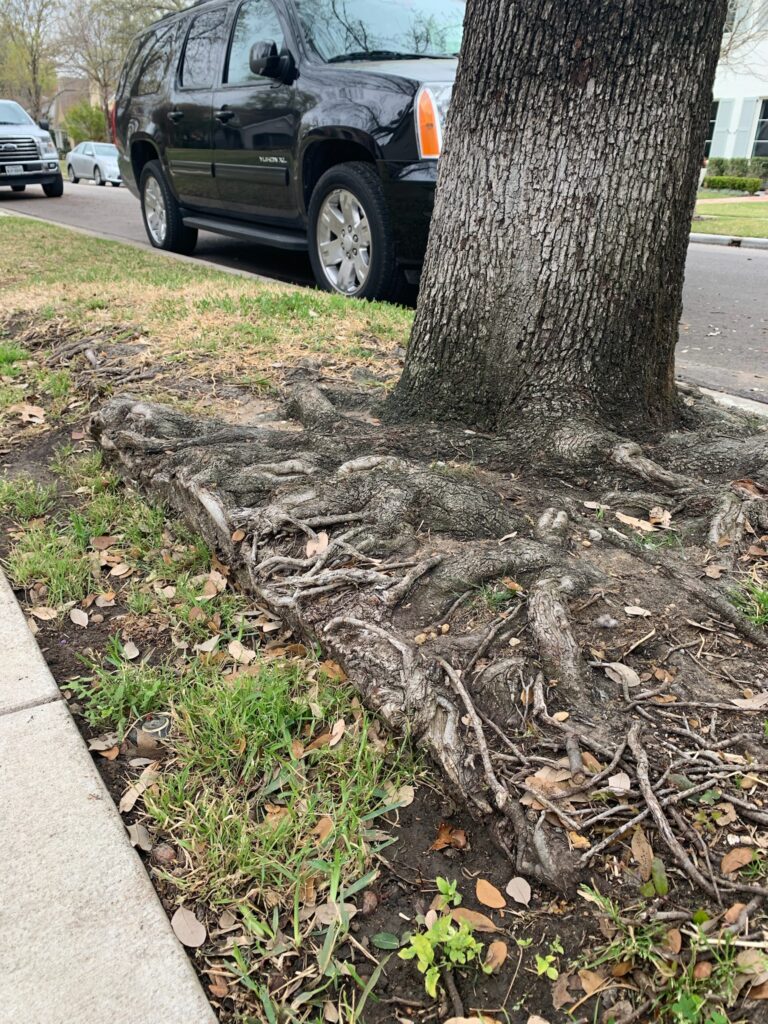 Live oak roots cut to make room for new sidewalk and sprinkler system.