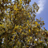 Yellow leaves on magnolia tree with severe signs of drought