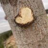 Tree with branch removed revealing cut as a heart.